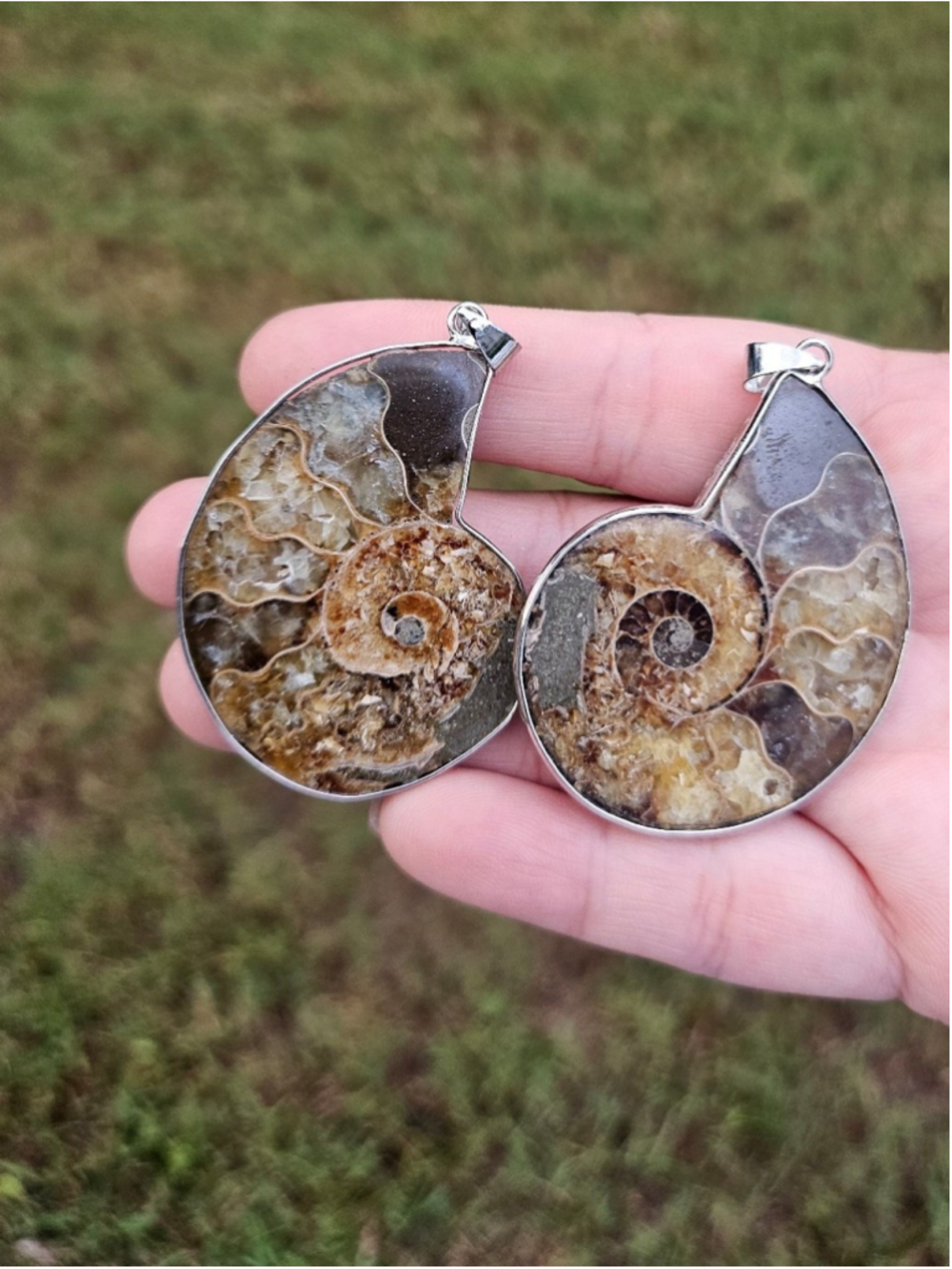 Ammonite fossils pendant pair